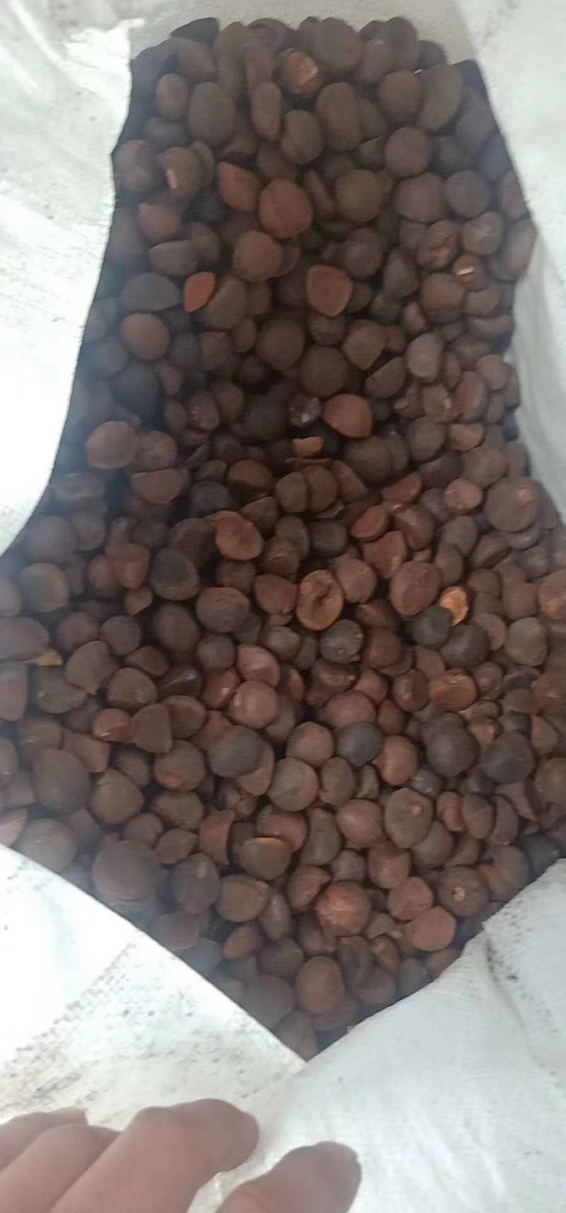 大量出售野生油茶子，鲜果