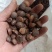 大量出售野生油茶子，鲜果