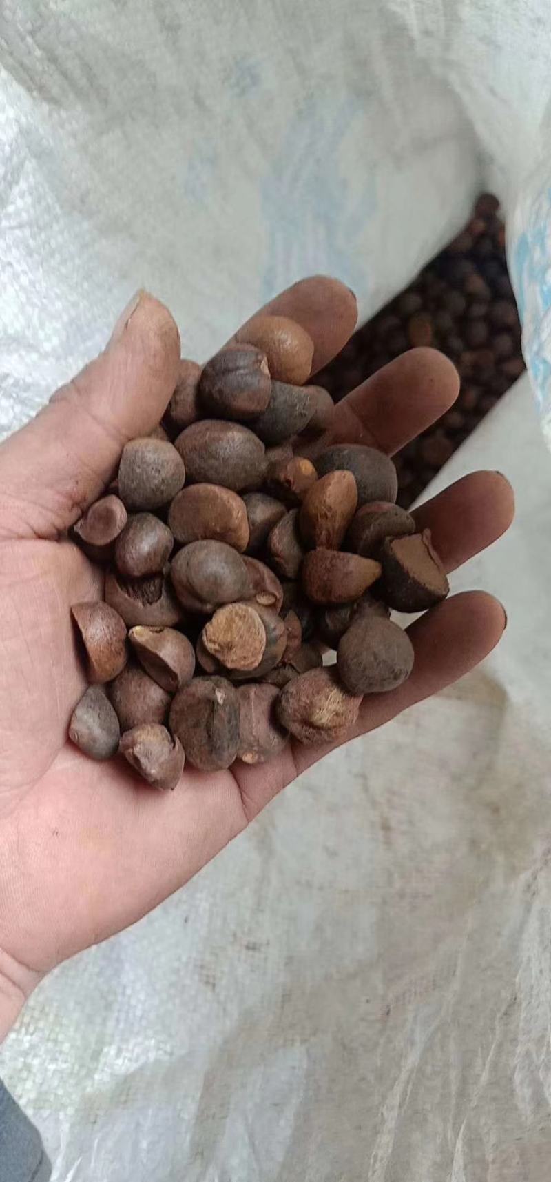 大量出售野生油茶子，鲜果