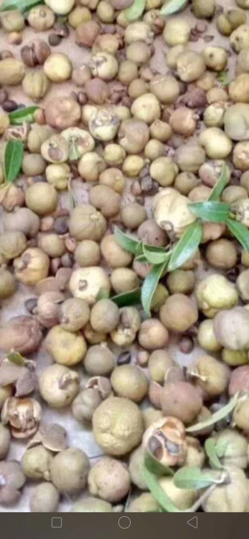 大量出售野生油茶子，鲜果