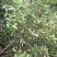 大量出售野生油茶子，鲜果