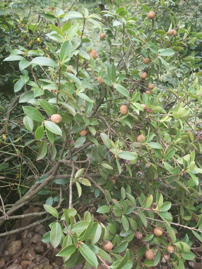 大量出售野生油茶子，鲜果