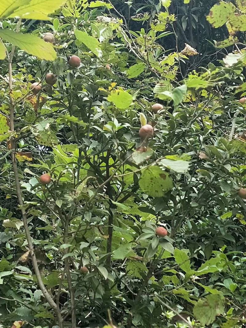 大量出售野生油茶子，鲜果