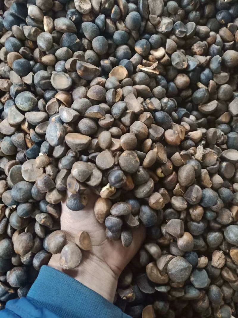 大量出售野生油茶子，鲜果