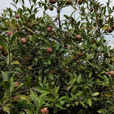 大量出售野生油茶子，鲜果