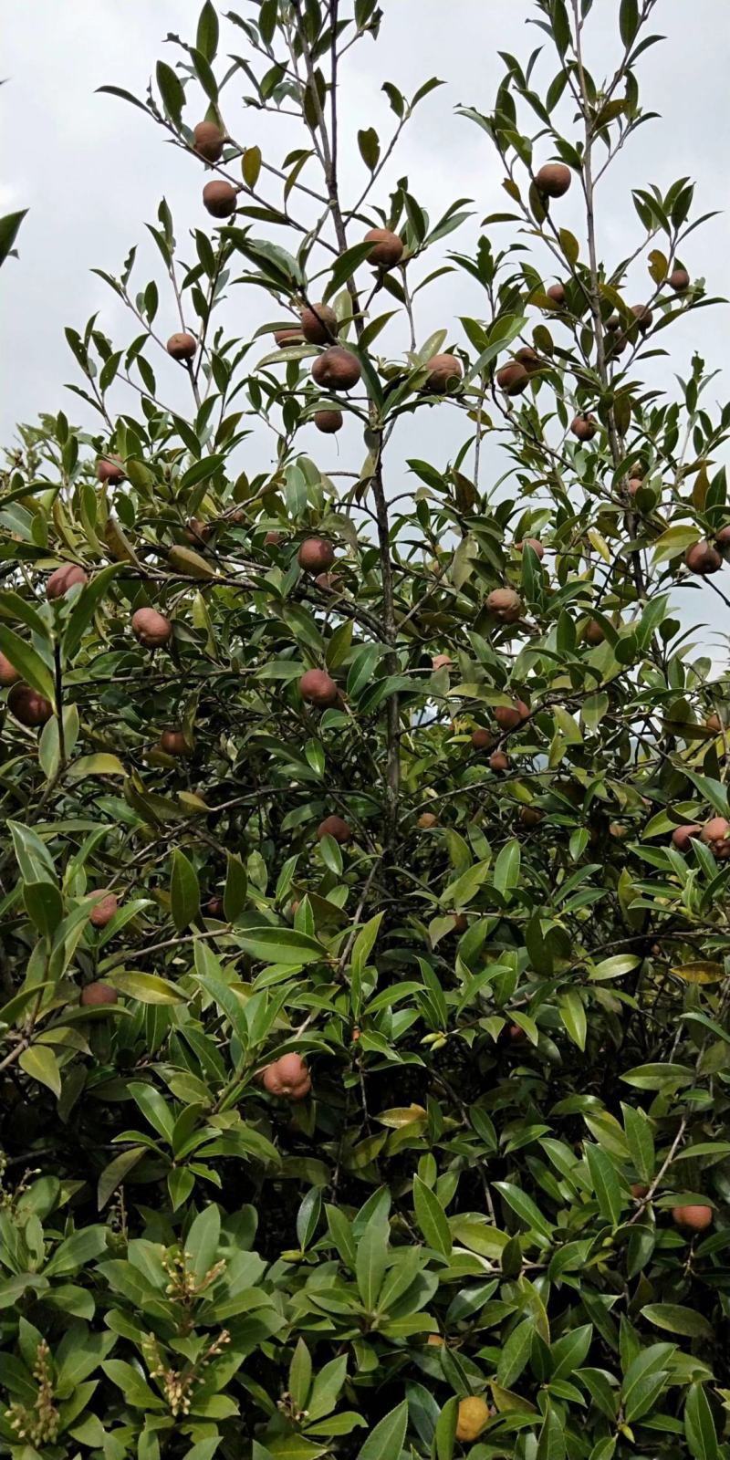 大量出售野生油茶子，鲜果
