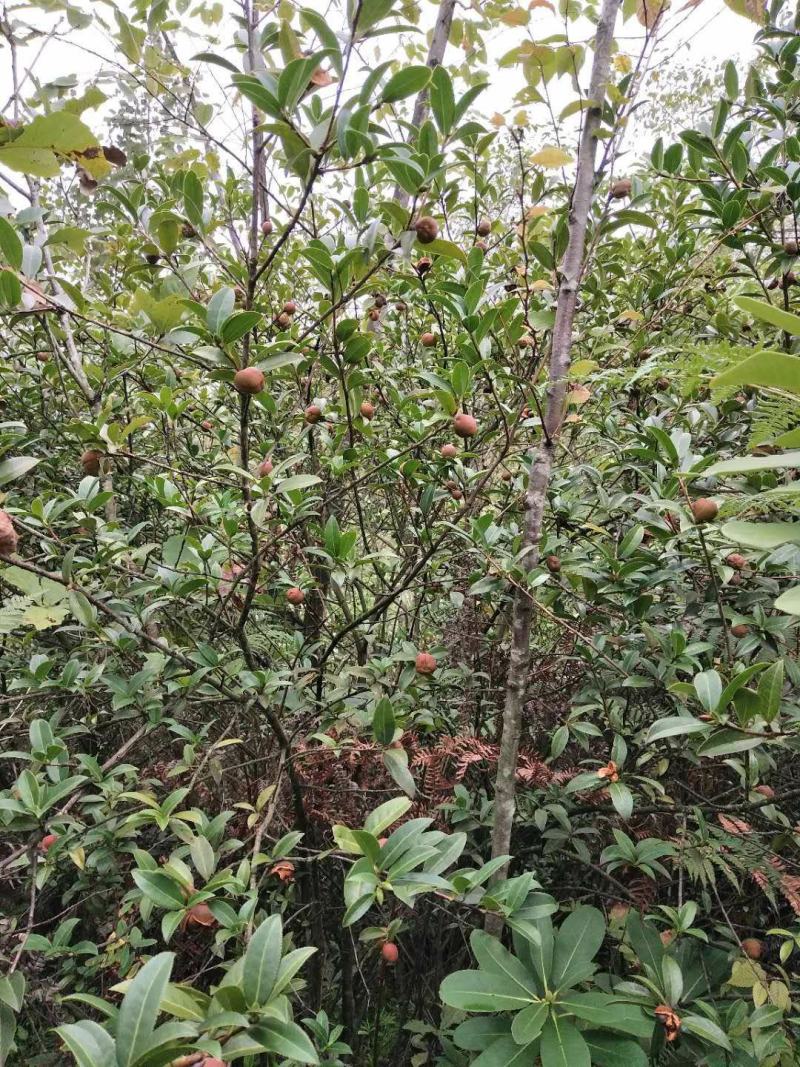 大量出售野生油茶子，鲜果