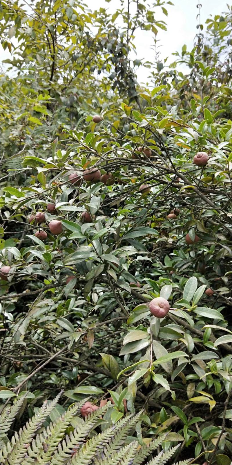 大量出售野生油茶子，鲜果