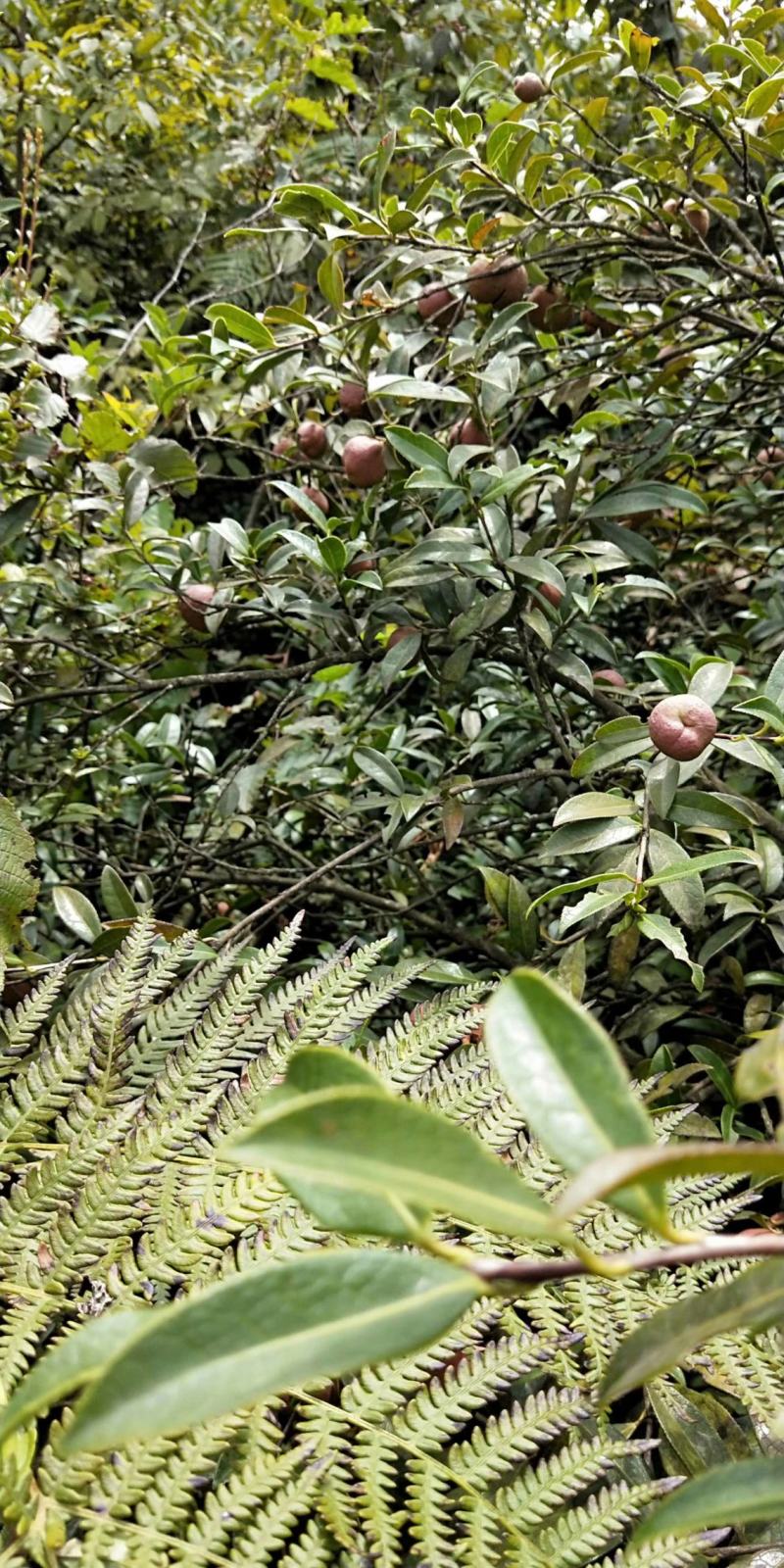 大量出售野生油茶子，鲜果