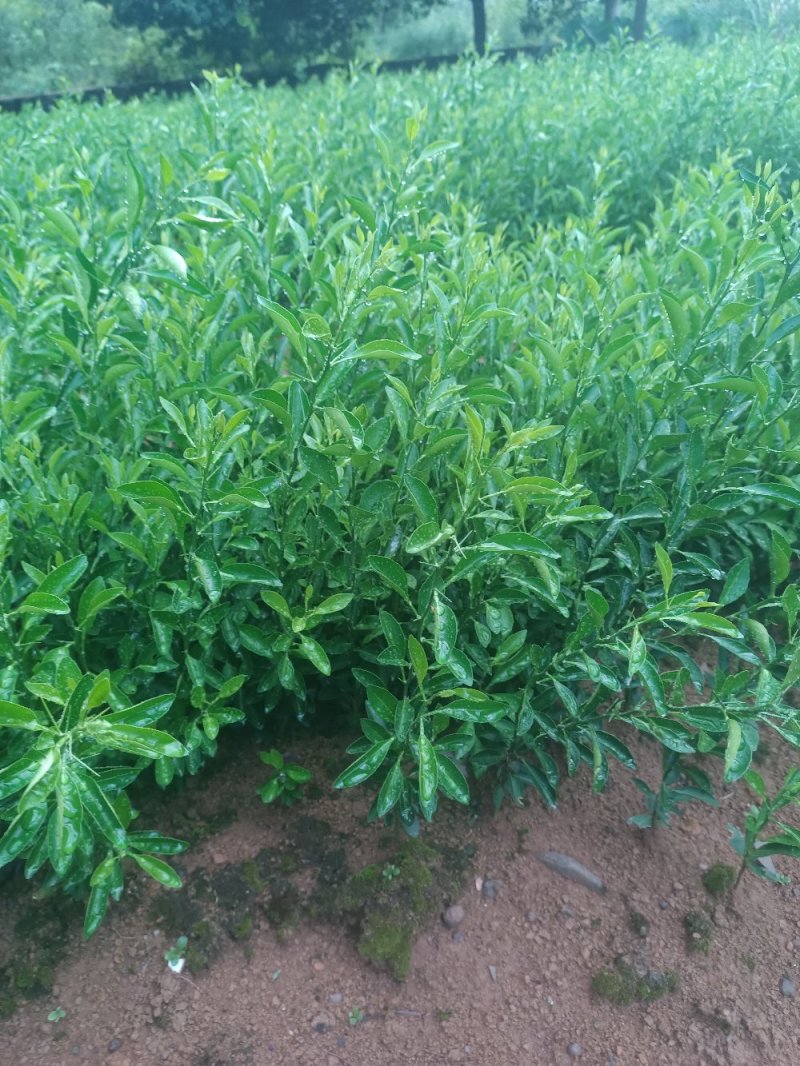 酸柑苗柑橘苗高10-50公分的酸柑苗