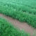 酸柑苗柑橘苗高10-50公分的酸柑苗