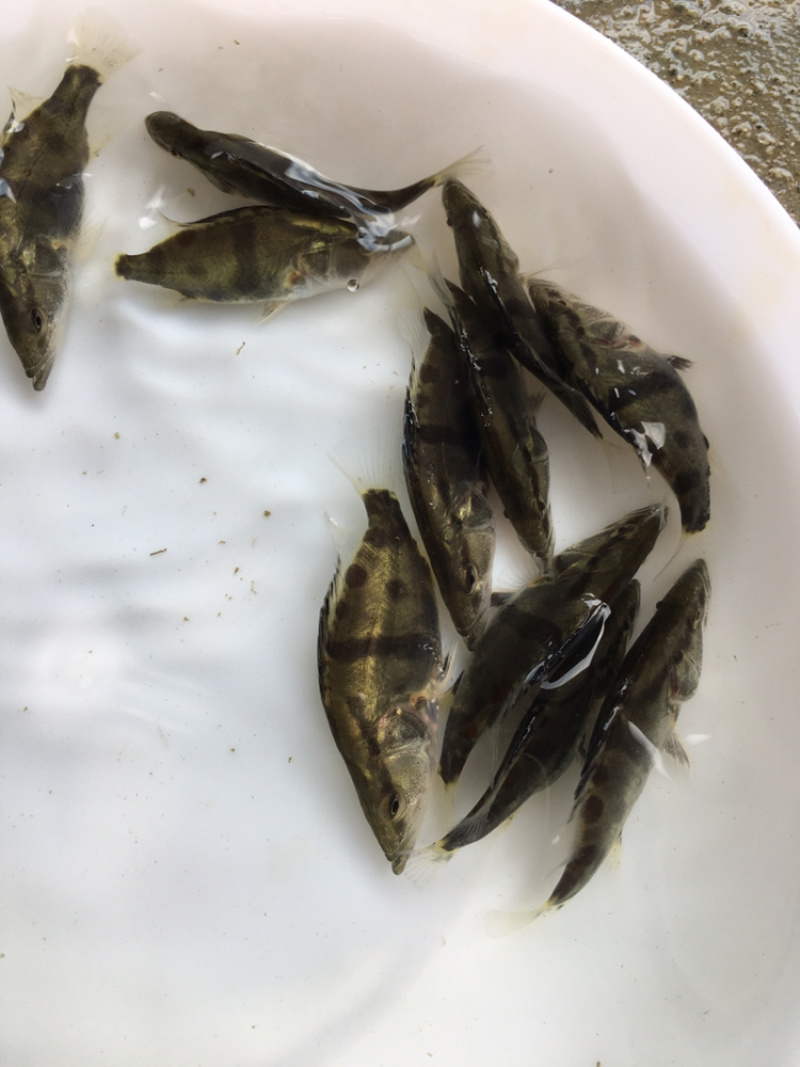 优选翘嘴桂花桂花鱼苗鳜鱼苗量大从优技术指导全国配送