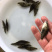 优选翘嘴桂花桂花鱼苗鳜鱼苗量大从优技术指导全国配送