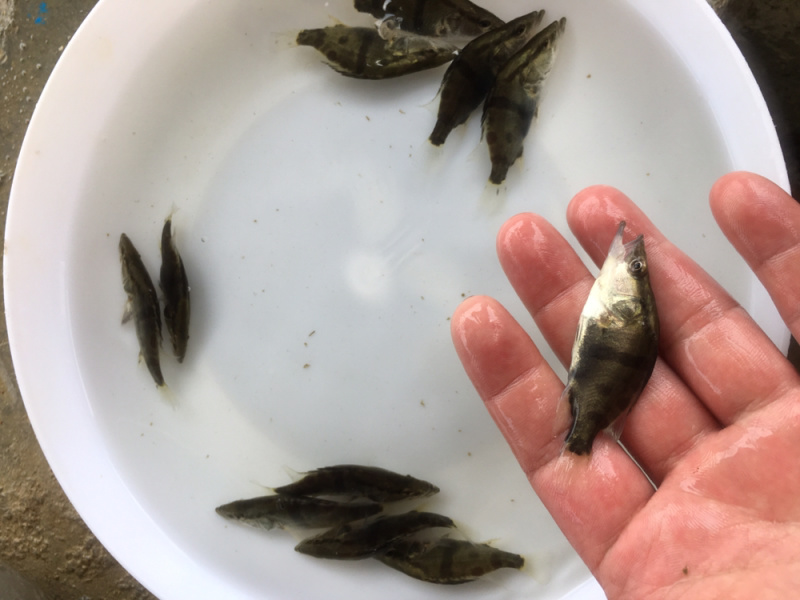 优选翘嘴桂花桂花鱼苗鳜鱼苗量大从优技术指导全国配送