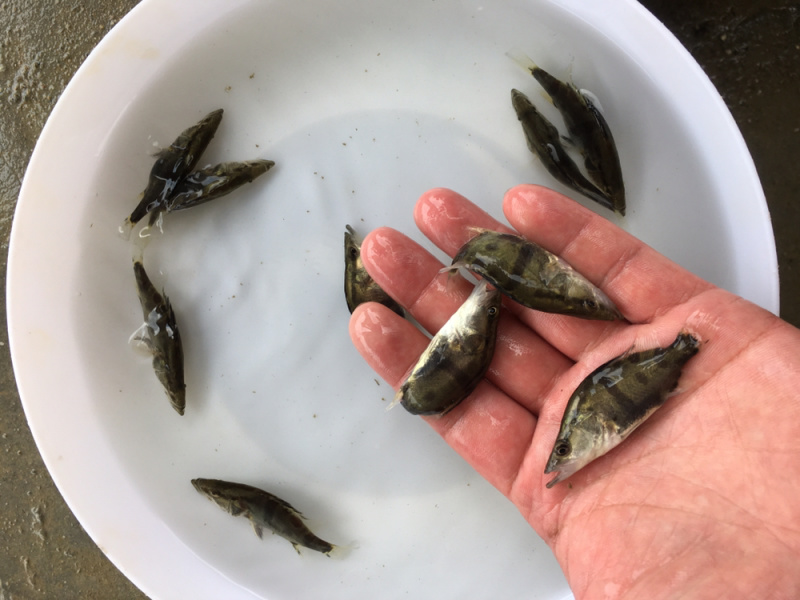 优选翘嘴桂花桂花鱼苗鳜鱼苗量大从优技术指导全国配送