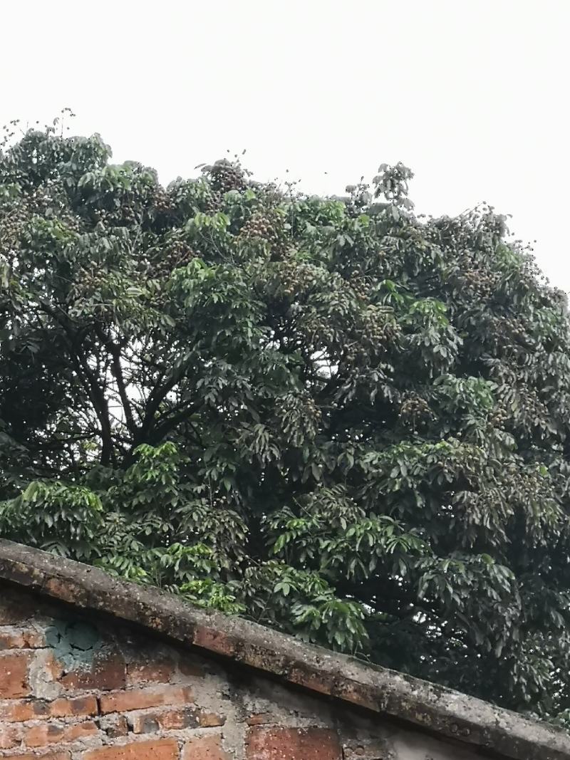 千年古树龙眼树桂圆树风景树风水树绿化树