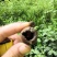 千年古树龙眼树桂圆树风景树风水树绿化树