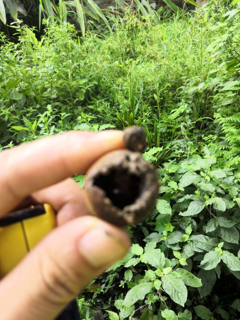千年古树龙眼树桂圆树风景树风水树绿化树