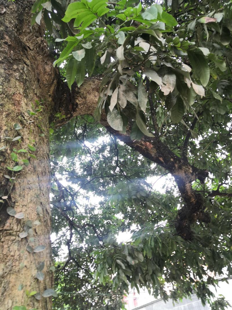 千年古树龙眼树桂圆树风景树风水树绿化树