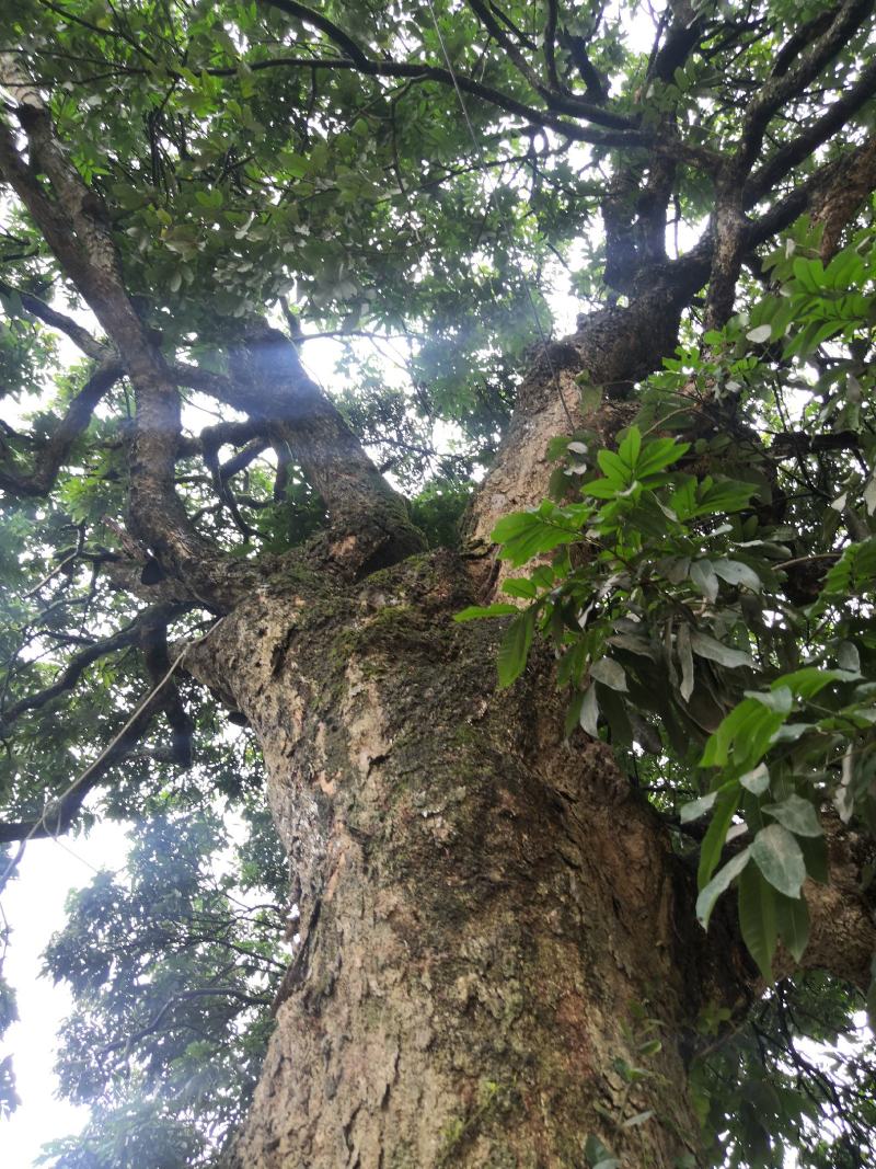 千年古树龙眼树桂圆树风景树风水树绿化树