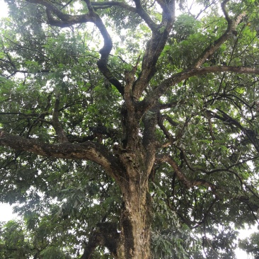 千年古树龙眼树桂圆树风景树风水树绿化树