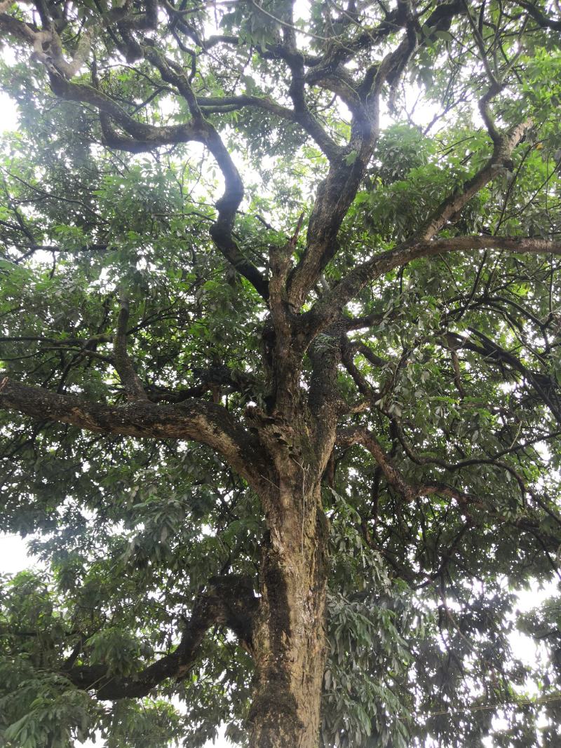 千年古树龙眼树桂圆树风景树风水树绿化树