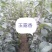 新梨七号苗木大量出售，奥红一号（全红）玉露香，秋月，基地
