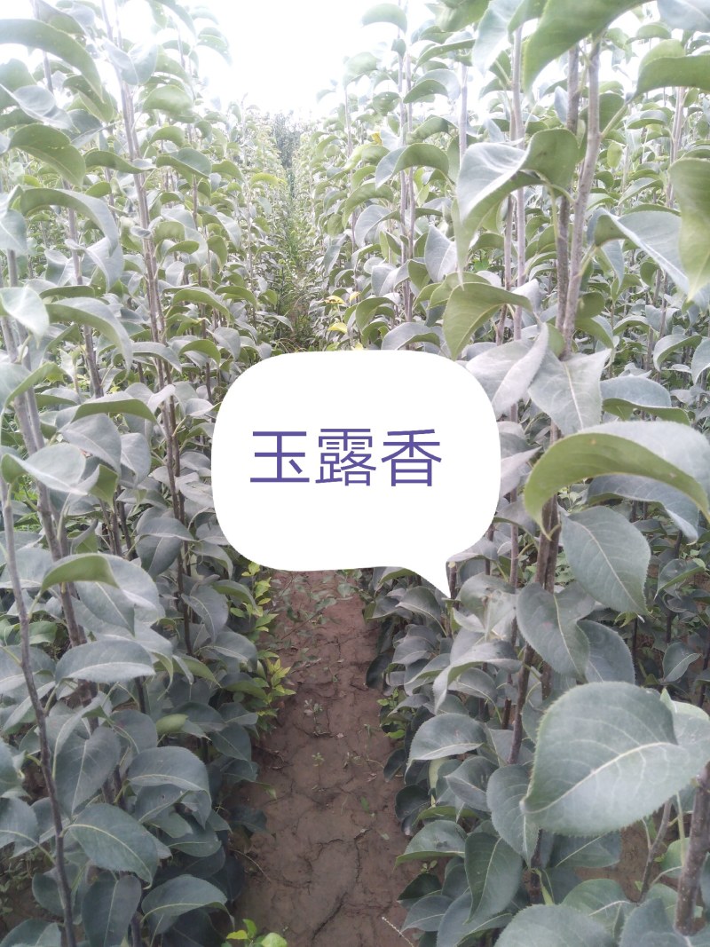 新梨七号苗木大量出售，奥红一号（全红）玉露香，秋月，基地