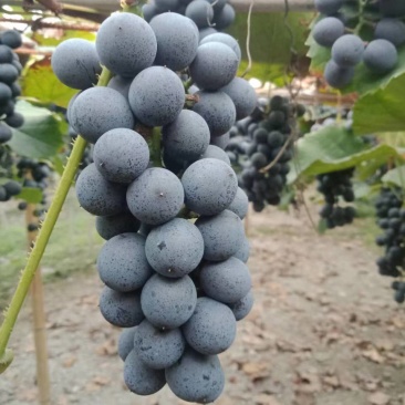 葡萄高山葡萄（酿酒葡萄）热卖中欢迎老板前来订购