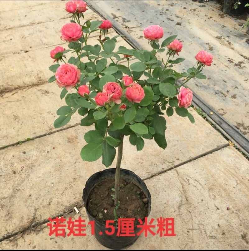 树状月季花苗庭院阳台盆栽地栽树桩月季老桩四季开花多色