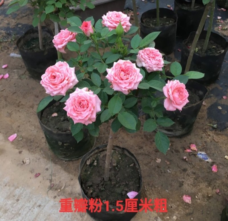 树状月季花苗庭院阳台盆栽地栽树桩月季老桩四季开花多色