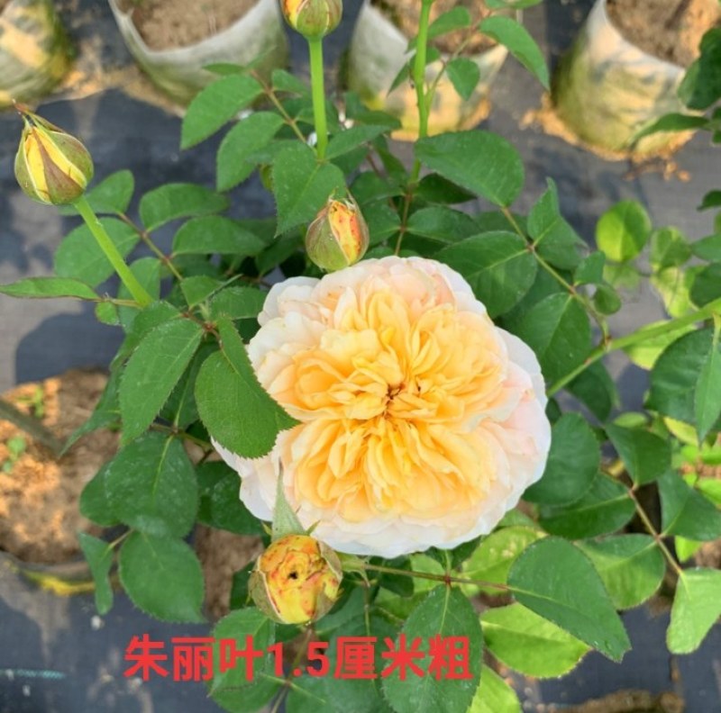 树状月季花苗庭院阳台盆栽地栽树桩月季老桩四季开花多色