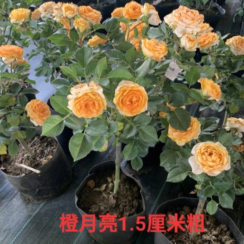 树状月季花苗庭院阳台盆栽地栽树桩月季老桩四季开花多色