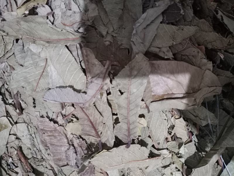 番石榴叶，新货番石榴叶纯叶干净无杂质量保证！