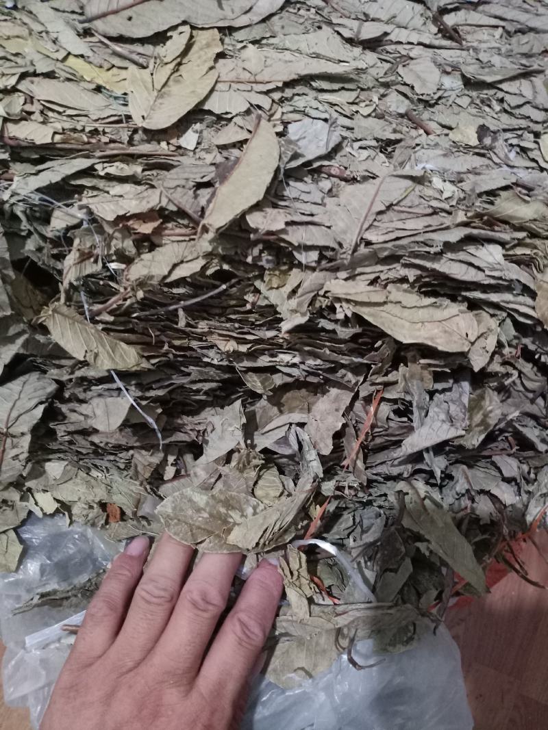 番石榴叶，新货番石榴叶纯叶干净无杂质量保证！