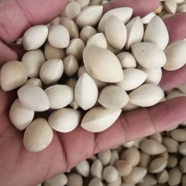 包邮白果，白果仁现货供应，货干度颜色好价格优