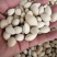 包邮白果，白果仁现货供应，货干度颜色好价格优