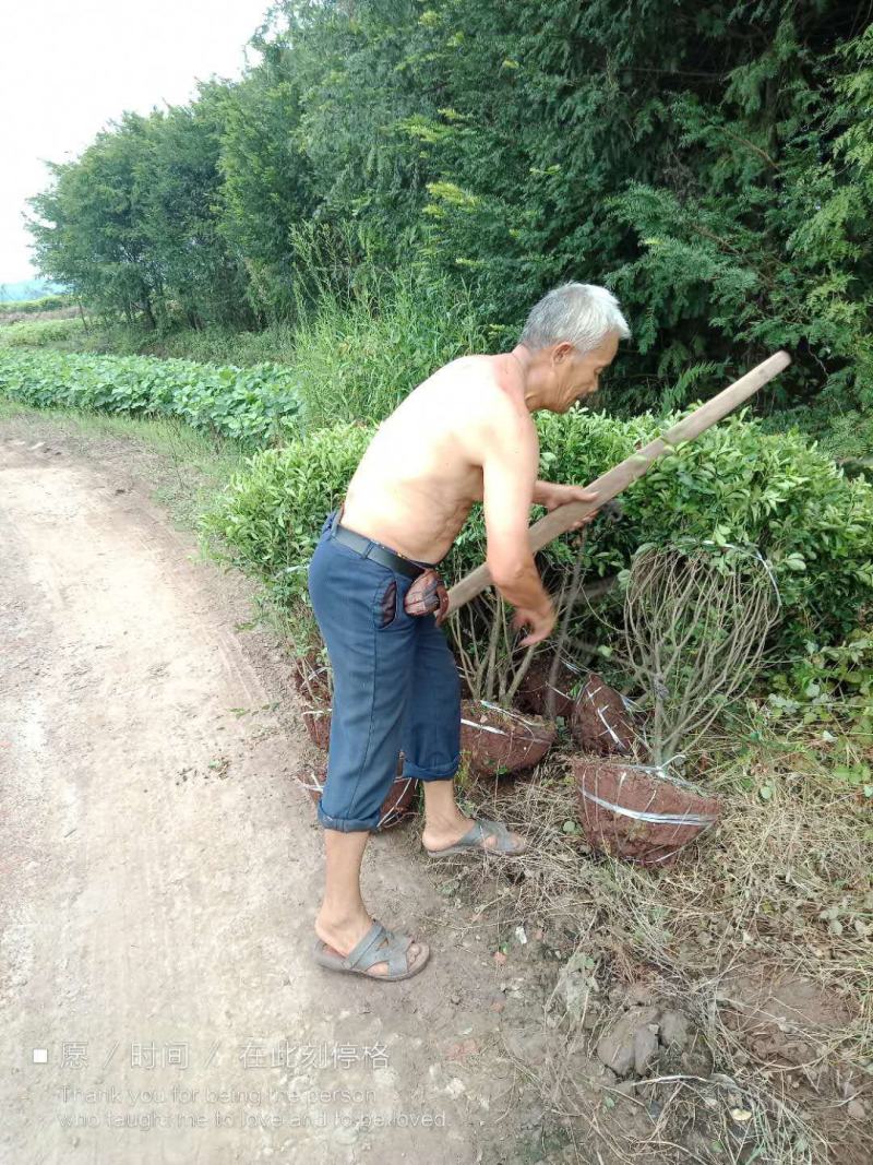 红继木球，金叶女真，四川宜宾，产地直销，，可视频看