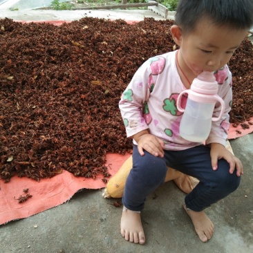 干货八角本地水烫果需要的可以联系