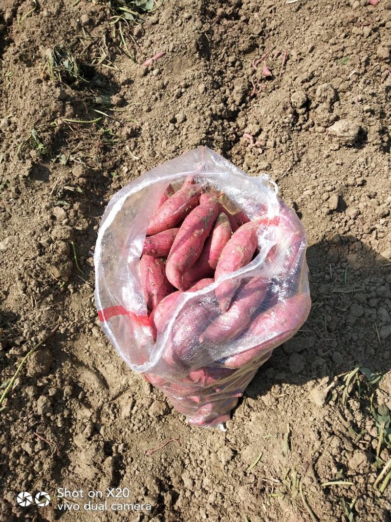 安徽红薯黑土地金品西瓜红产地直发保质保量长期合作