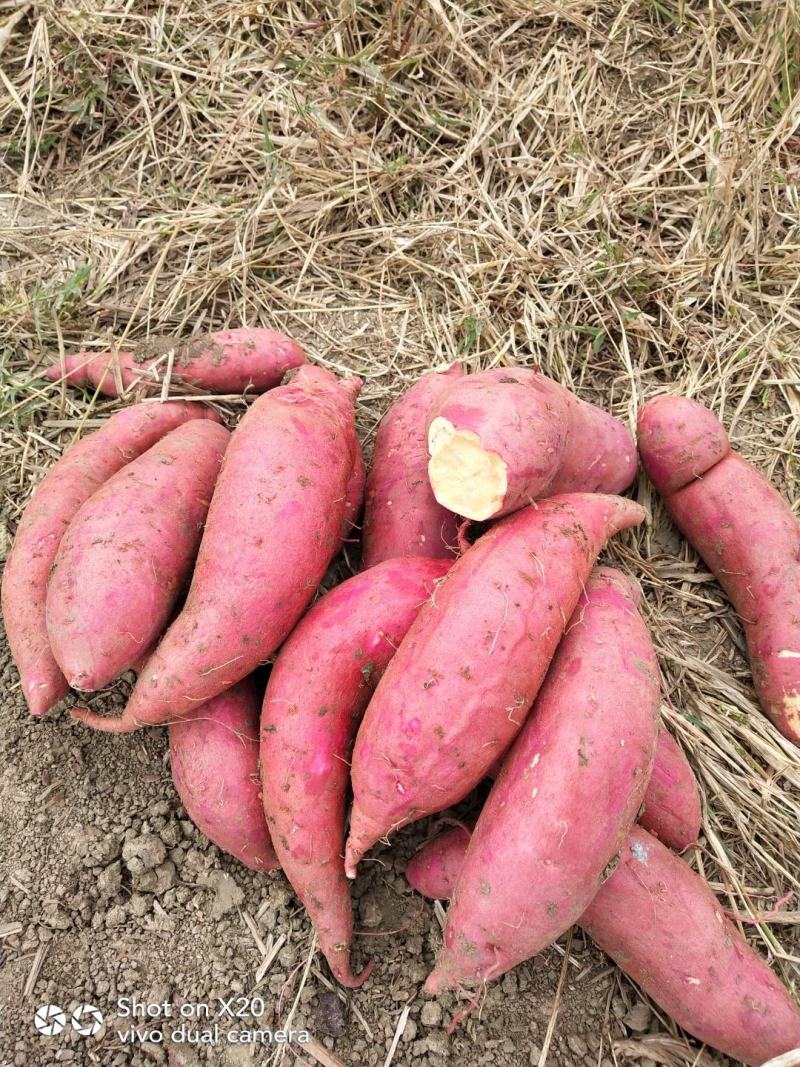 安徽红薯黑土地金品西瓜红产地直发保质保量长期合作