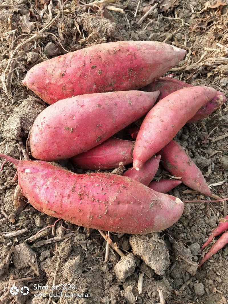 安徽红薯黑土地金品西瓜红产地直发保质保量长期合作