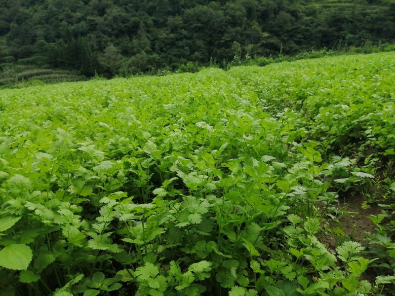 香菜，大叶香菜，精品香菜。