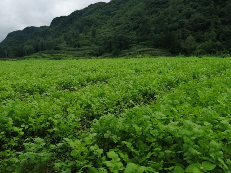 香菜，大叶香菜，精品香菜。
