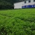 香菜，大叶香菜，精品香菜。