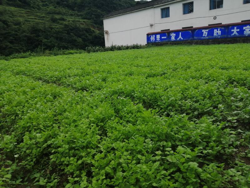 香菜，大叶香菜，精品香菜。