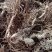 野生地胆头根部草鞋根洗水货干净无泥，可全国发货