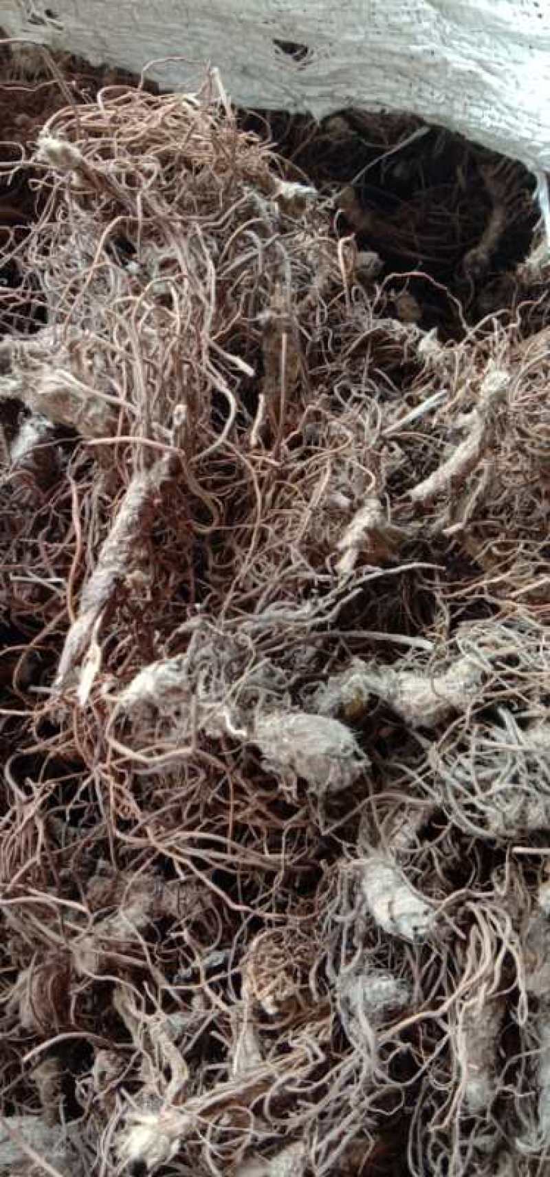 野生地胆头根部草鞋根洗水货干净无泥，可全国发货