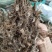 野生地胆头根部草鞋根洗水货干净无泥，可全国发货