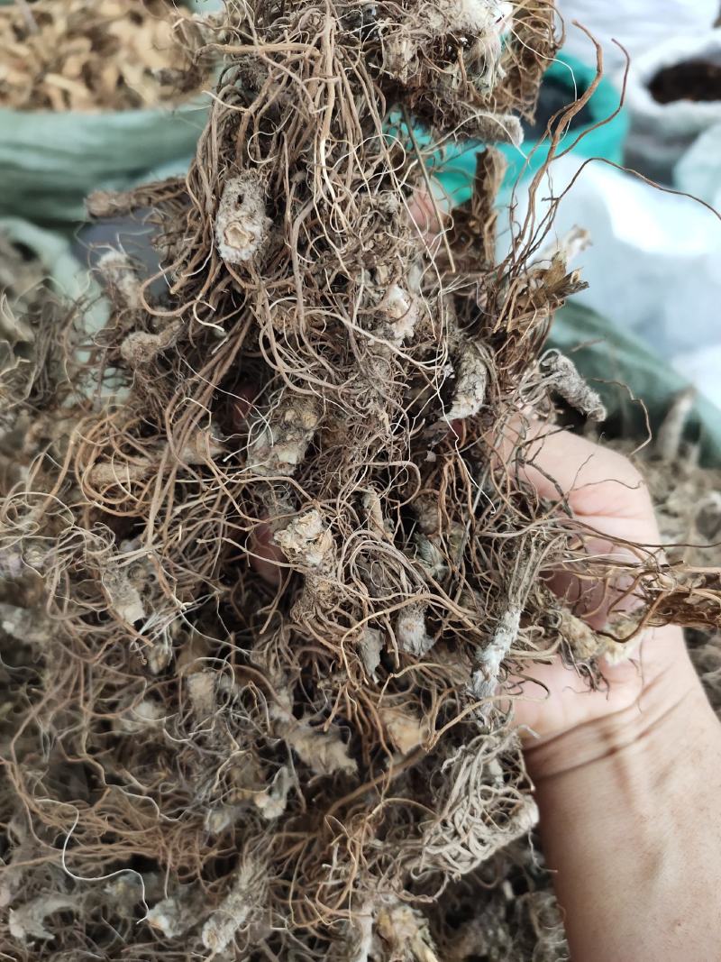 野生地胆头根部草鞋根洗水货干净无泥，可全国发货